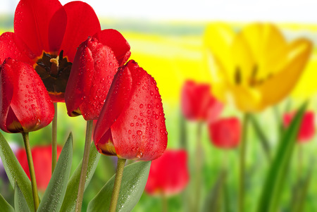 Red tulips with drops of water in the meadowの写真素材