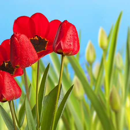 Red tulips in the flower bed with blue skyの写真素材