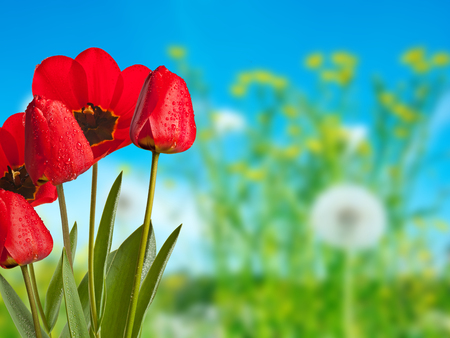 Red tulips with drops of water in the meadowの写真素材