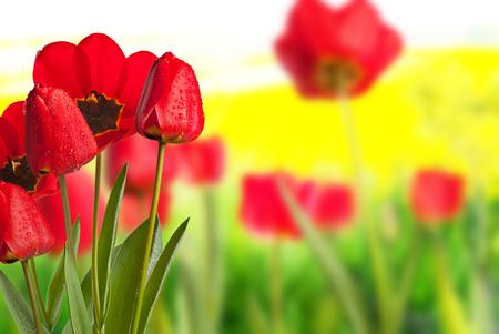 Red tulips with drops of water in the meadowの写真素材