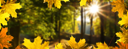 Autumn background. Landscape i the forest in the sunny day.の写真素材