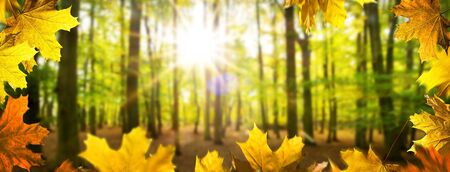 Autumn background. Landscape i the forest in the sunny day.の写真素材
