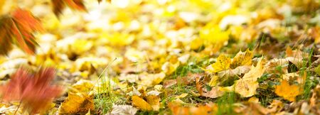 Autumn background. Fallen leaves on the ground in the grass.の写真素材