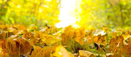 Autumn background. Fallen leaves on the ground in the grass.の写真素材