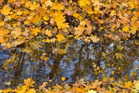 Falling leaves over the creek in the autumn.の写真素材