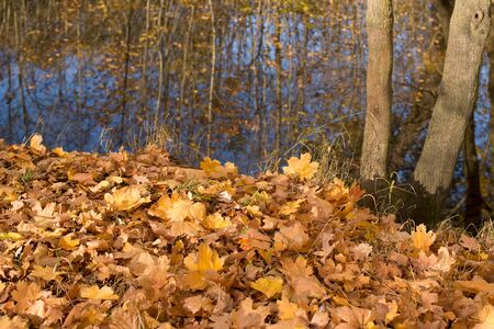 Autumnの写真素材
