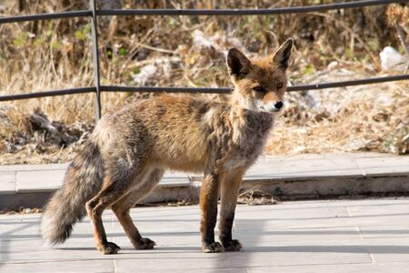 Red fox . Torcal de Antequera. Spainの写真素材