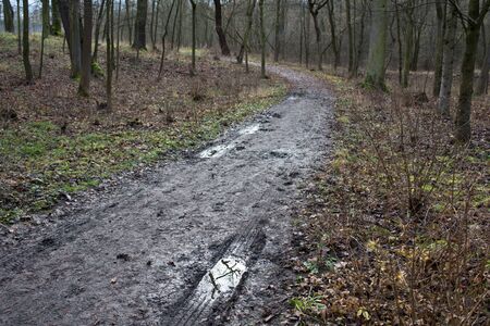 Puddle on the footpath in the forestの写真素材