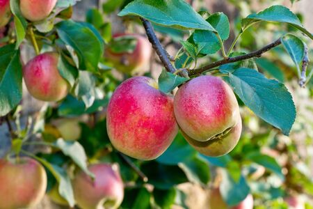 Red apples on the tree in the autumnの写真素材