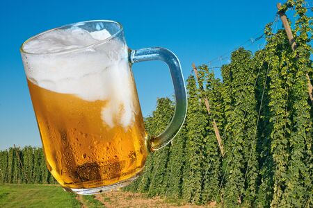 Glass of beer with hop field.の写真素材