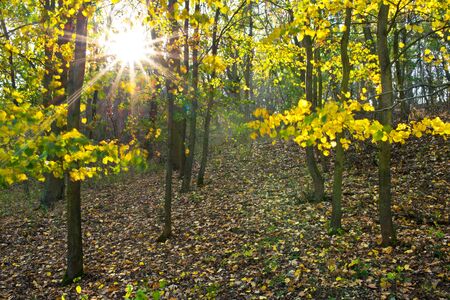 Sunny day in the forestの写真素材