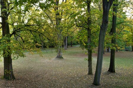 Forestの写真素材