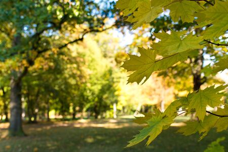 Detail of maple leaves in the forestの写真素材