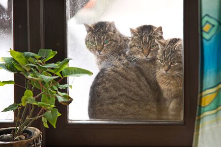 Three cats looking through the window.の写真素材