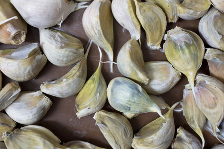 Cloves of garlic is dried after pickling before betting.の写真素材