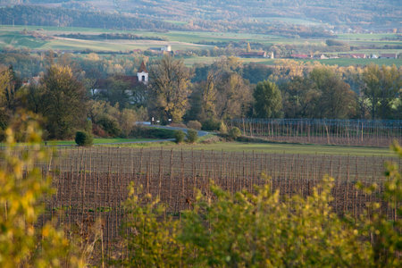 Landscape with hop-garden. Czech Republic.の写真素材