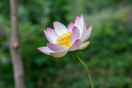 Lotus Flower taken on the pondの写真素材