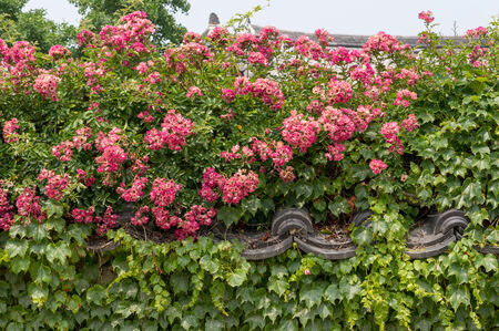 Wild flowers covering the traditional Korean wall and roof tilesの写真素材