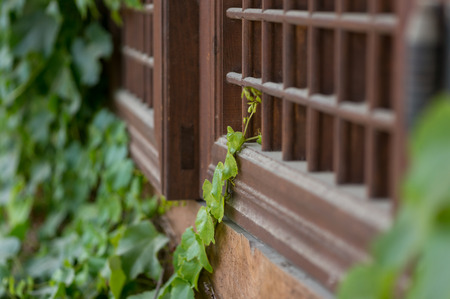 Vines on a wooden window in Changpyeong, South Koreaの写真素材
