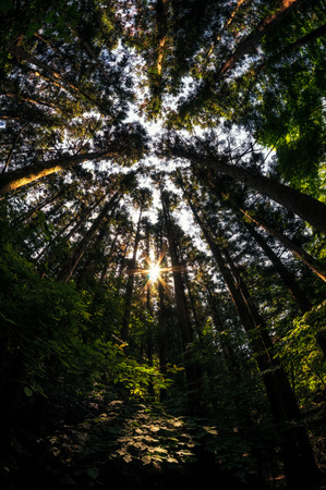 Cypress forest in a Korean mountain の写真素材