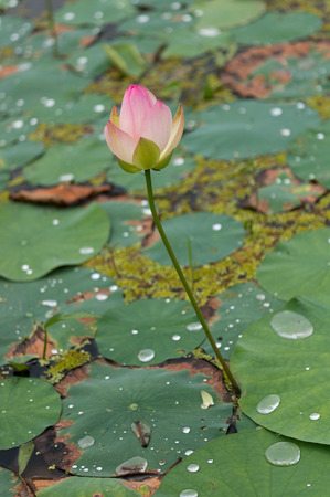 Lotus flower pond in Buyeo, South Korea  Taken during lotus flower festivalの写真素材