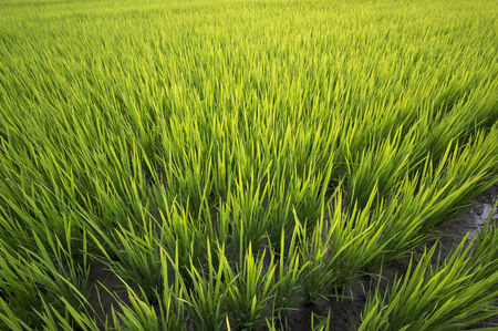 Sunset over rice farm during summer in Korea.の写真素材