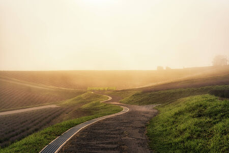 field of flowers stretching for miles in a morning fog  Taken in Biei, Japan