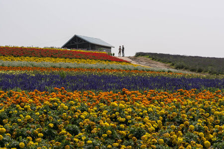 Field of flowers with a farm house in the distance  Taken in Biei, Japan のeditorial素材