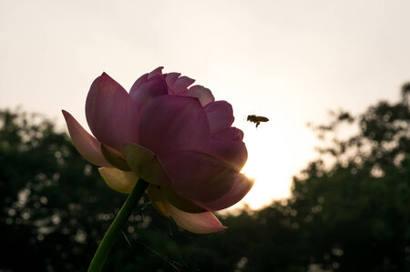 Lotus Flower and a bumblee bee taken on the pondの写真素材