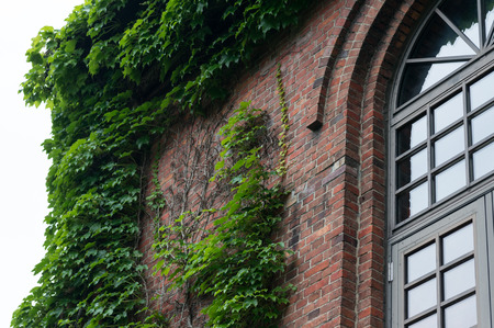 Vines on the side of an old colonial architecture building in Sapporo, Japan の写真素材