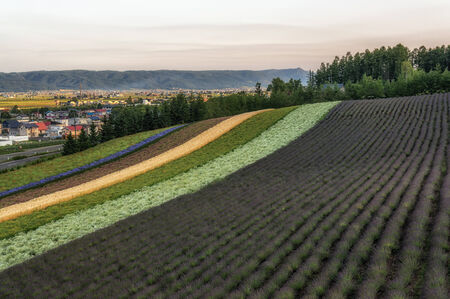 Field of lavenders and view of Biei  Taken in Biei, Japan の写真素材