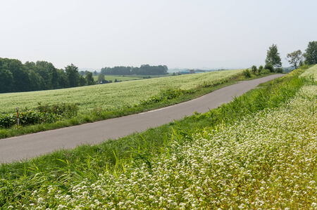 Field of buck wheat in Biei, Japan under summer sunlightの写真素材