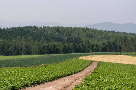 Field of buck wheat in Biei, Japan under summer sunlightの写真素材