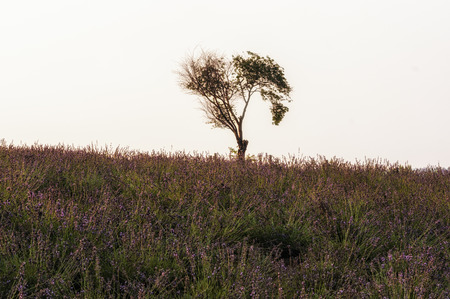 A small lone tree in a field of lavendar. Taken in Biei, Japanの写真素材