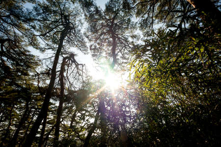 Sunlight through the  Ojukheon forest in Gangneung, South Korea.