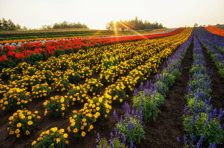 Field of flowers stretching for miles. Taken in Biei, Japan.の写真素材
