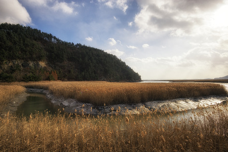 Suncheon wetlands with sunlight and reeds.