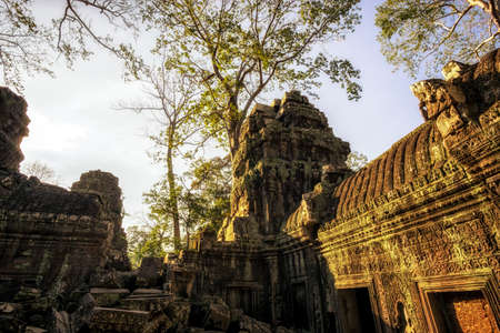 One of many large trees and temple structures in Ta Prohm temple and ruins in Angkor Wat, Siem Reapの写真素材