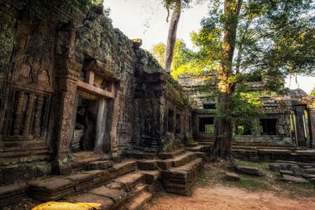 One of many large trees and temple structures in Ta Prohm temple and ruins in Angkor Wat, Siem Reapの写真素材