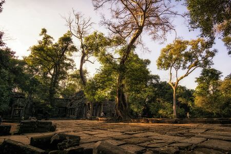 One of many large trees and temple structures in Ta Prohm temple and ruins in Angkor Wat, Siem Reapの写真素材