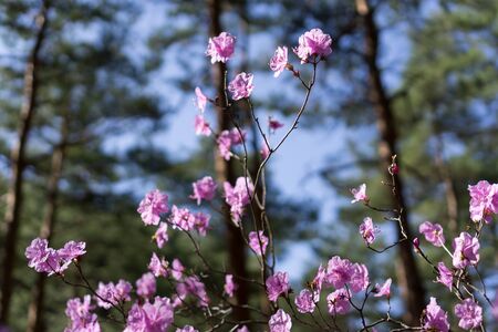 Rhododendron mucronulatum flowers in the mountains of south korea. Taken during spring when the flowers blossom.の写真素材