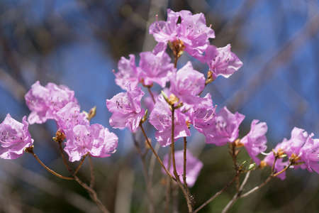 Rhododendron mucronulatum flowers in the mountains of south korea. Taken during spring when the flowers blossom.の写真素材