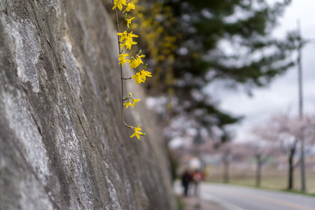 Forsythia spring blossom in gangneung, south korea. Forsythia hanging off the walls.の写真素材