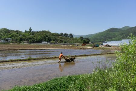 Rice farmer planting rice with his rice planterの写真素材