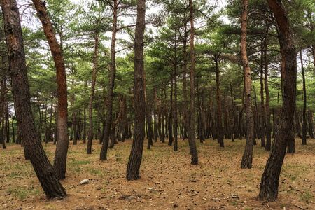 A small park nearby gyeongpo lake in Gangneung, South Korea. Taken during an overcast day.