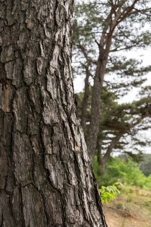 A small park nearby gyeongpo lake in Gangneung, South Korea. Taken during an overcast day.