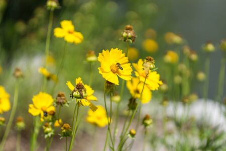 Coreopsis flower with a small bumble bee on the flower. Taken along the streets of gangneung, South Korea.の写真素材