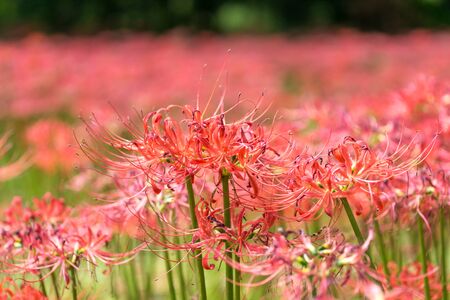 gochang seonunsa field of red spider lily flowers. Red spider lily or lycoris radiata blooming around the temple regionの写真素材