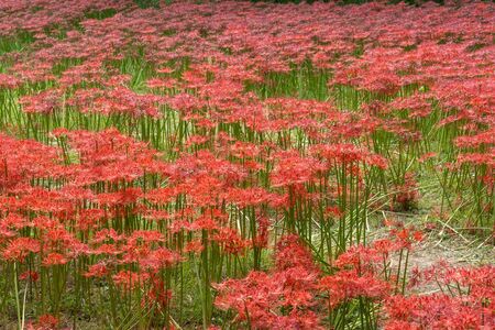 gochang seonunsa field of red spider lily flowers. Red spider lily or lycoris radiata blooming around the temple regionの写真素材