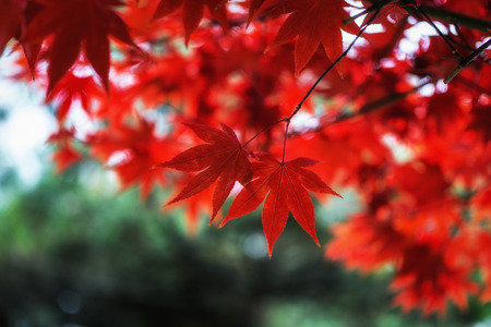 Autumn fall foliage color of a maple tree leaf in seoul, south korea. Taken with the defocused background.の写真素材
